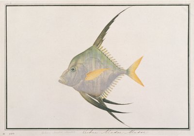 Indian Threadfish, from Drawings of Fishes from Malacca, c.1805-18 by Chinese School